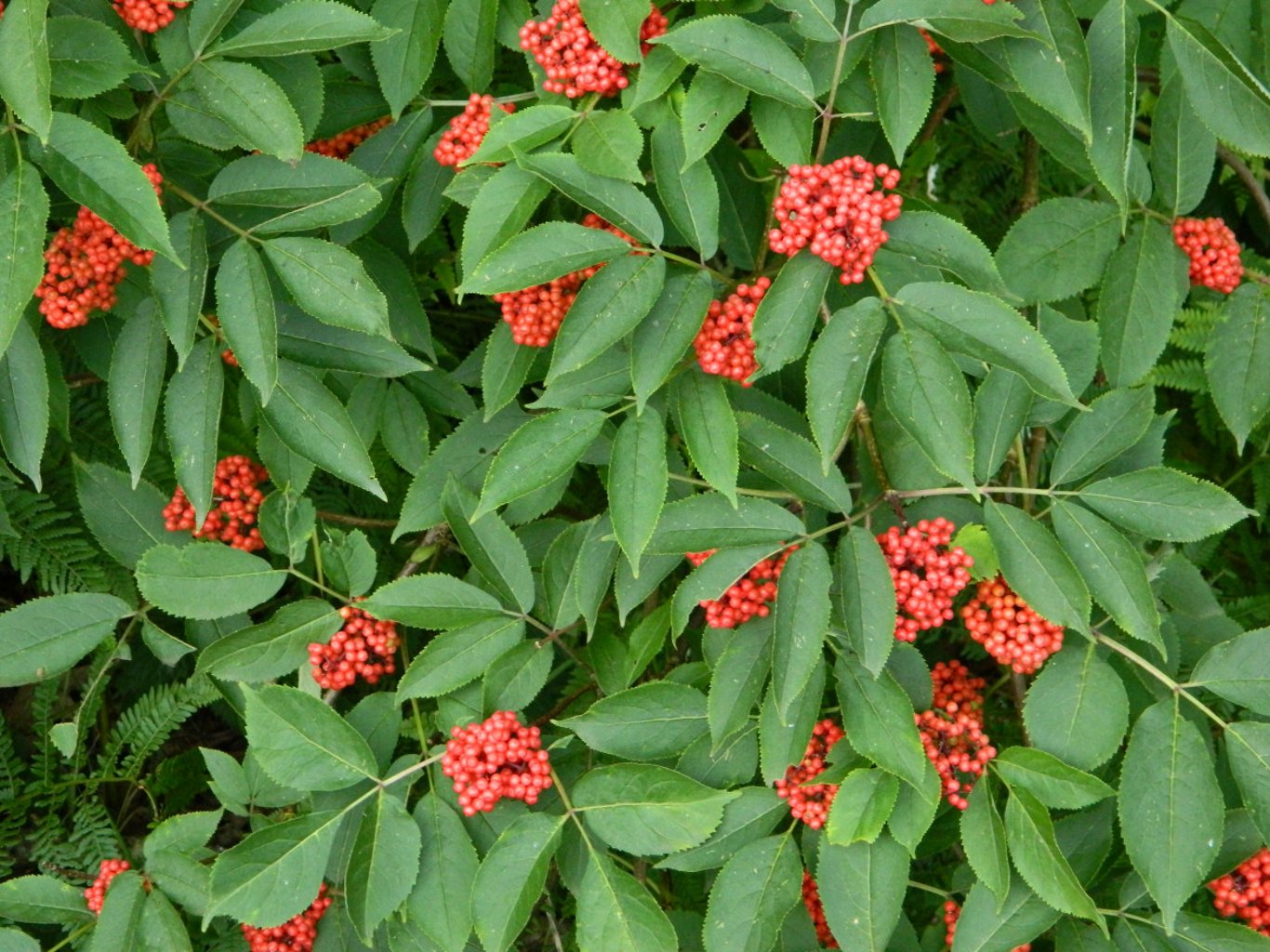 Sambucus racemosa - 80-100 CM bare root 1/1